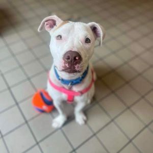 Say hello to RUDY a cutie patootie taking up lodging at our Adoption Center With the personality o