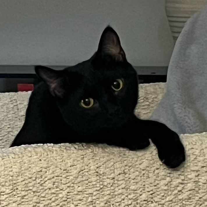 Twiggy Miller, an adoptable Domestic Short Hair in Bismarck, ND, 58507 | Photo Image 1