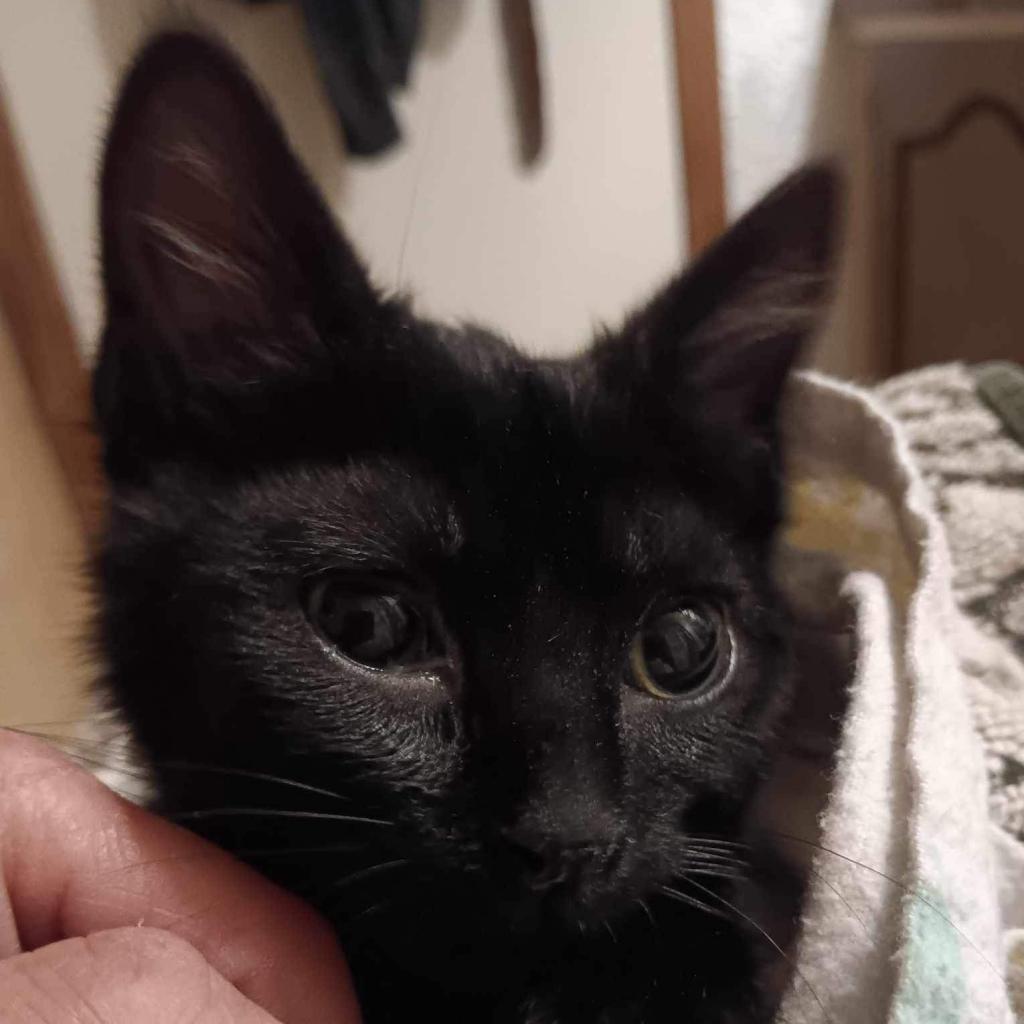 Twiggy Miller, an adoptable Domestic Short Hair in Bismarck, ND, 58507 | Photo Image 2