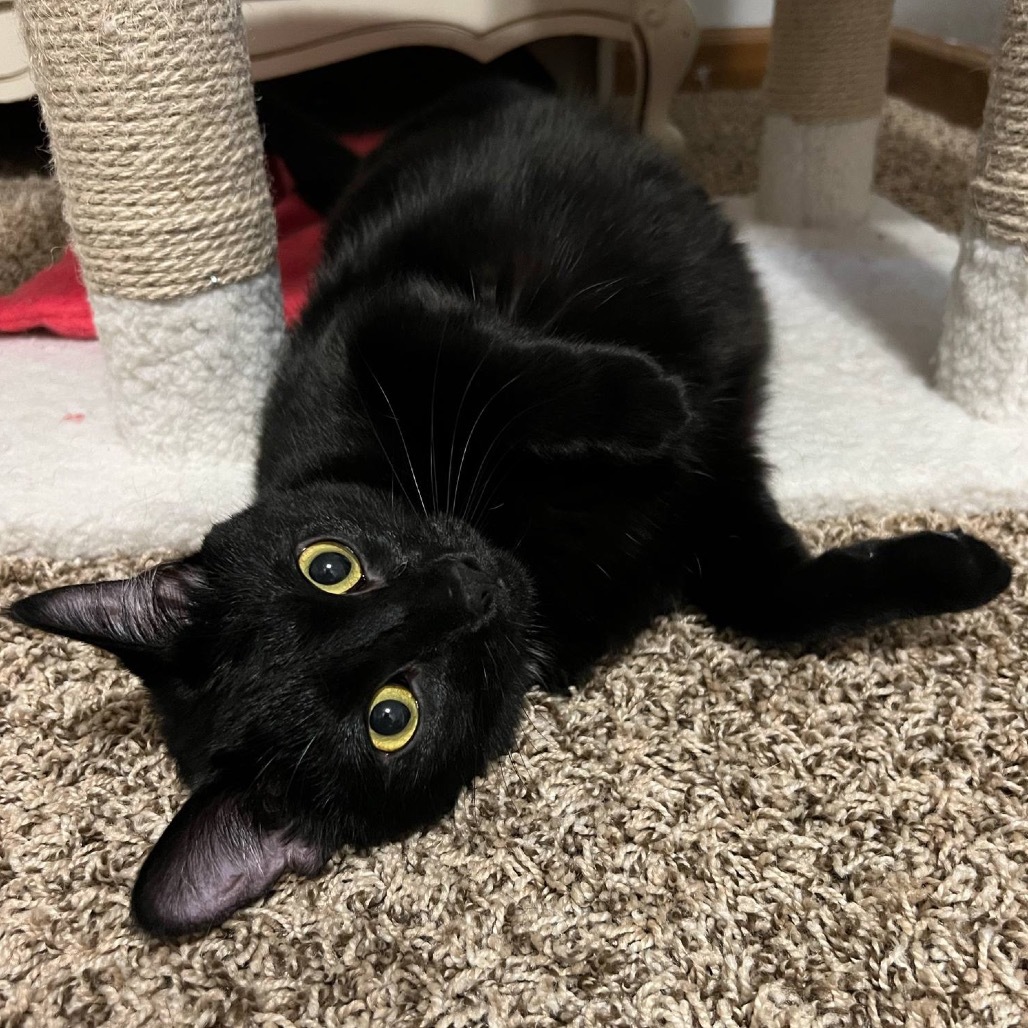 Twiggy Miller, an adoptable Domestic Short Hair in Bismarck, ND, 58507 | Photo Image 3