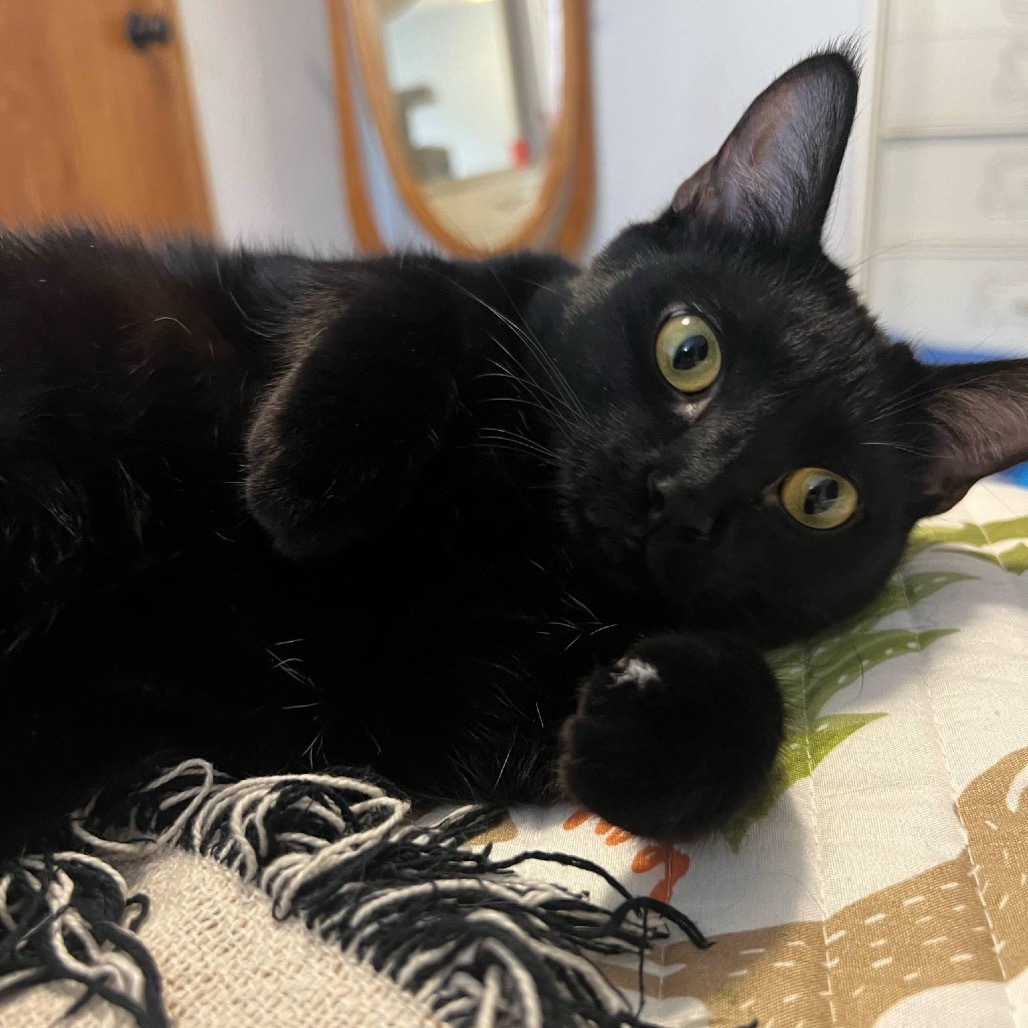 Twiggy Miller, an adoptable Domestic Short Hair in Bismarck, ND, 58507 | Photo Image 4