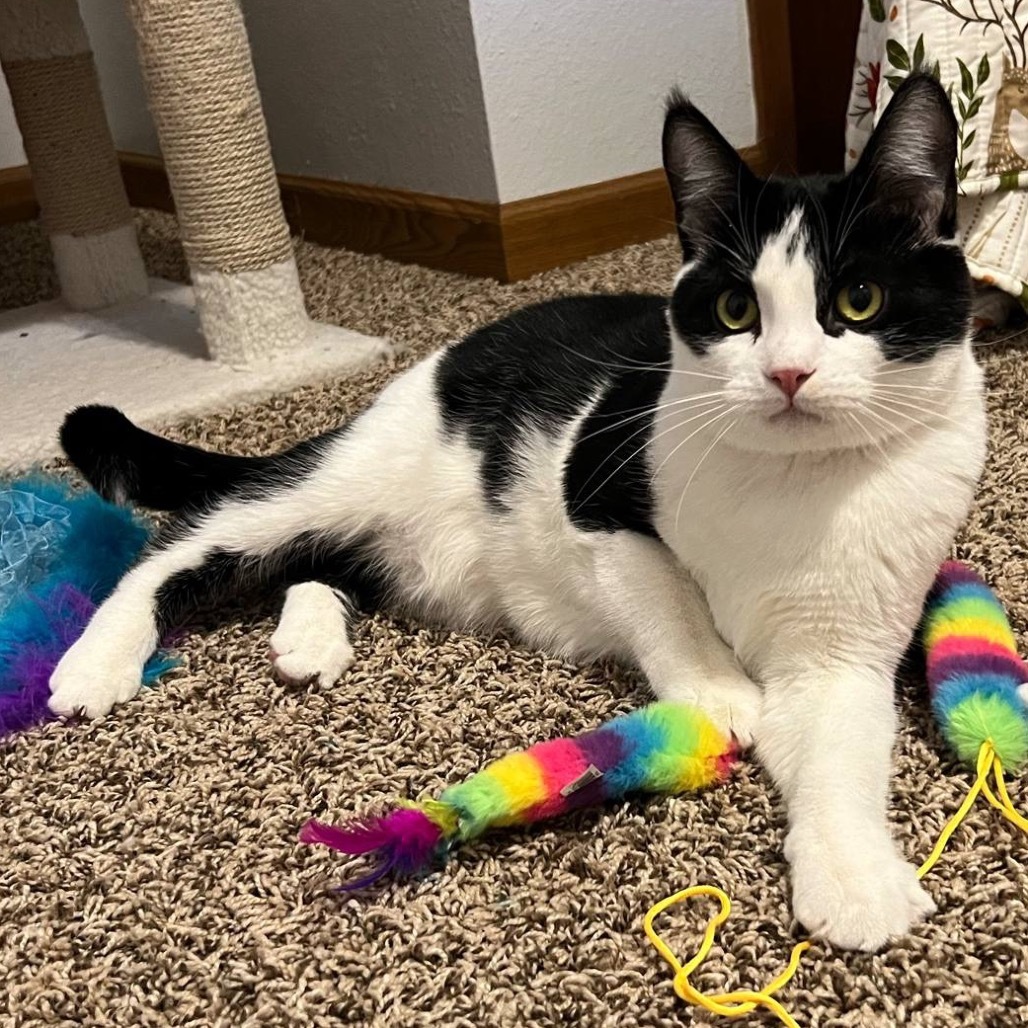 Haus Miller, an adoptable Domestic Short Hair in Bismarck, ND, 58507 | Photo Image 1