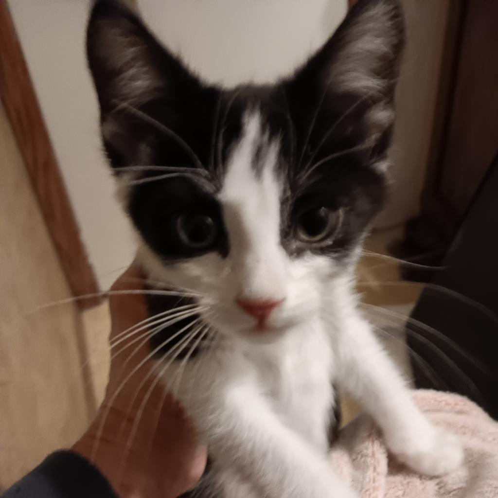 Haus Miller, an adoptable Domestic Short Hair in Bismarck, ND, 58507 | Photo Image 2
