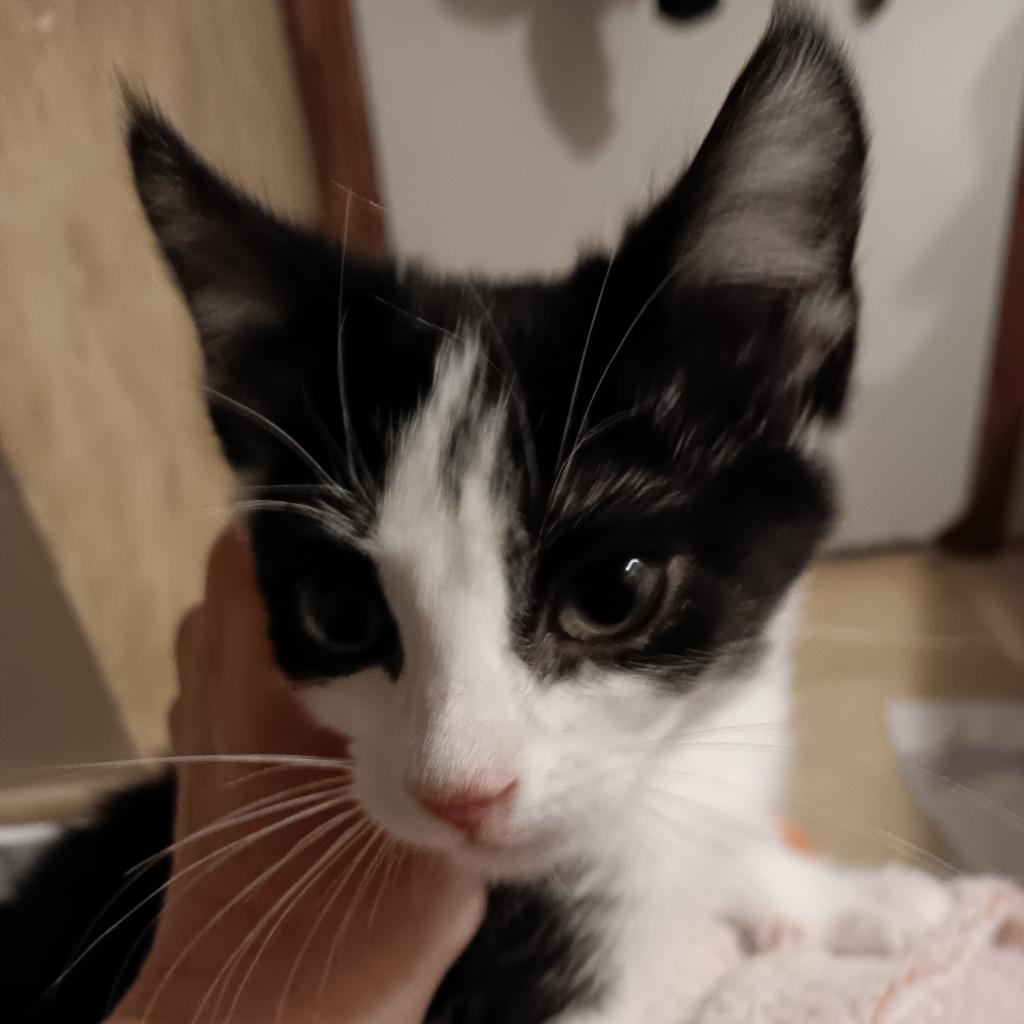 Haus Miller, an adoptable Domestic Short Hair in Bismarck, ND, 58507 | Photo Image 3