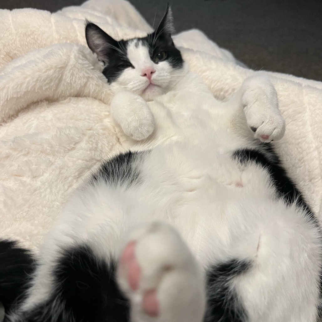 Haus Miller, an adoptable Domestic Short Hair in Bismarck, ND, 58507 | Photo Image 4
