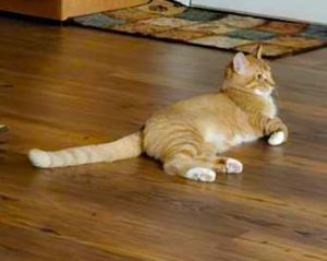 Primary Color Orange Tabby Secondary Color White Weight 7625lbs Animal has b