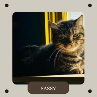 Sassy