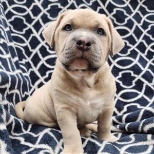 Meatloaf - M Litter - AVAILABLE Pit Bull Terrier Dog