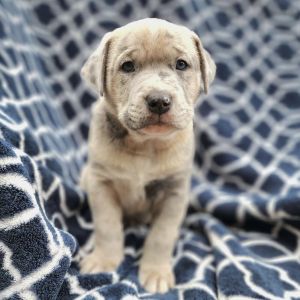 Martin - M Litter - AVAILABLE Pit Bull Terrier Dog