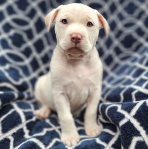 Mai Tai - M Litter - AVAILABLE Pit Bull Terrier Dog