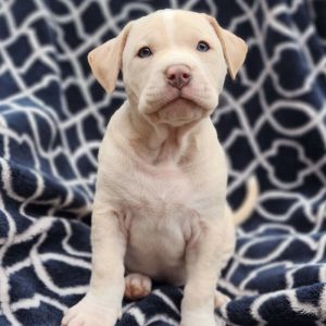 Moon Pie - M Litter - AVAILABLE Pit Bull Terrier Dog