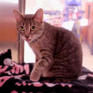 Cats for Adoption Near Danvers MA Petfinder