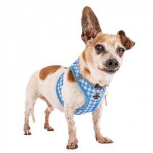 Yee haw This little chi terrier mix looks like a spotted heifer who left the herd for urban adventu