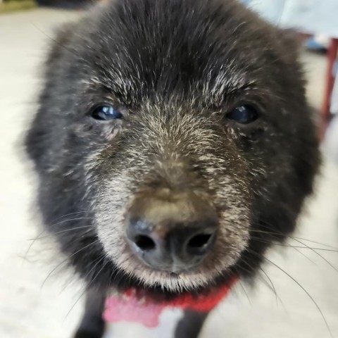 Sadie Sue 11820, an adoptable Schipperke, Pomeranian in San Francisco, CA, 94141 | Photo Image 5