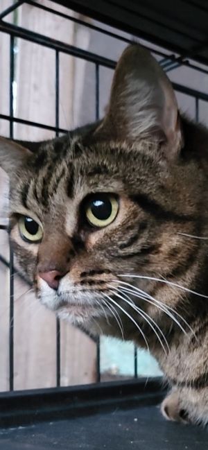 Poppy, Adult Female Domestic Short Hair