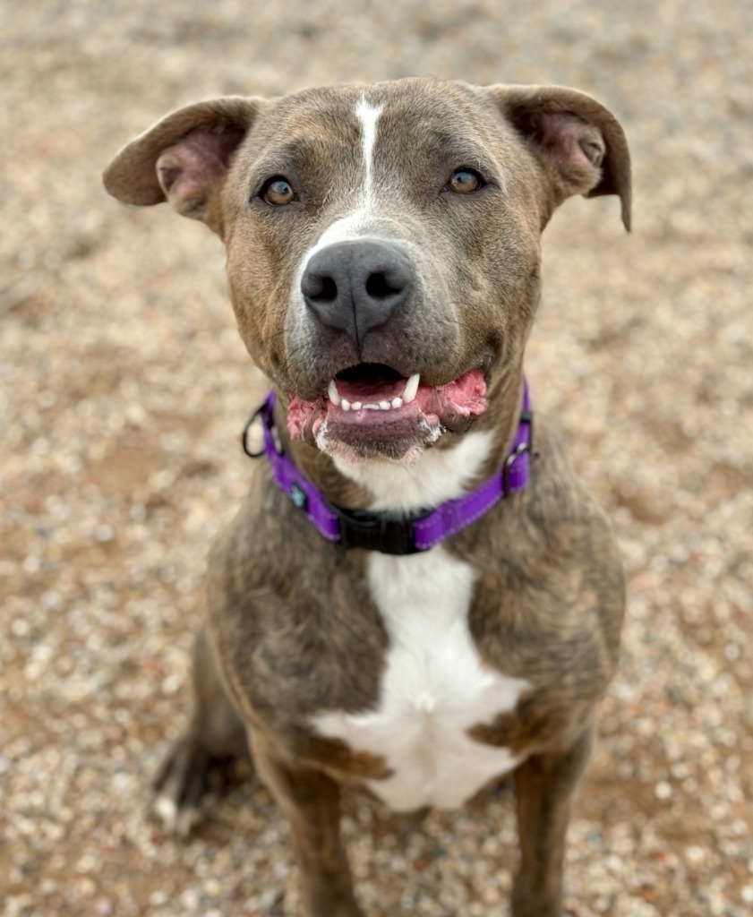 Arlowe, an adoptable Pit Bull Terrier, Mixed Breed in Gillette, WY, 82716 | Photo Image 1