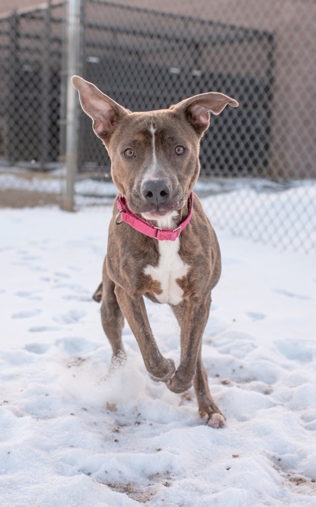 Arlowe, an adoptable Pit Bull Terrier, Mixed Breed in Gillette, WY, 82716 | Photo Image 2