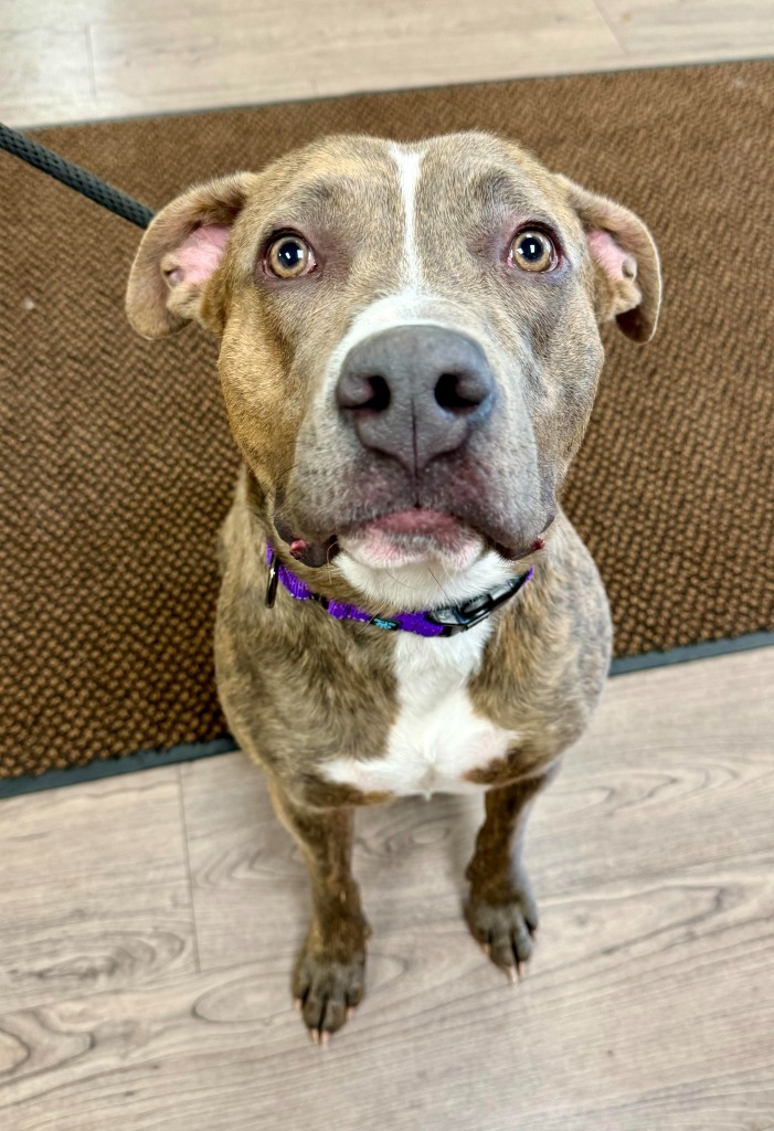 Arlowe, an adoptable Pit Bull Terrier, Mixed Breed in Gillette, WY, 82716 | Photo Image 3