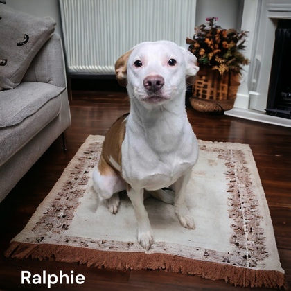 Ralphie detail page