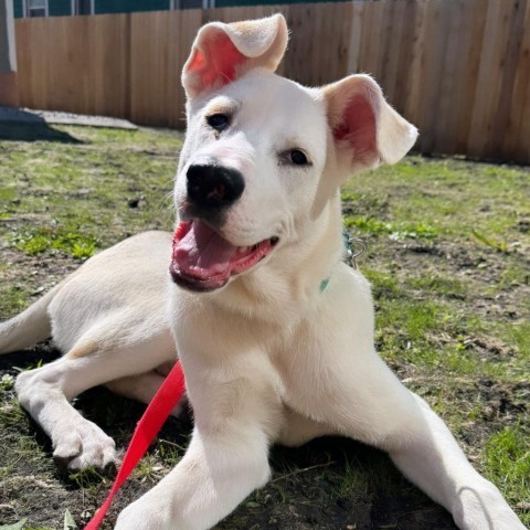 Merlin--In Foster, an adoptable Husky in Fargo, ND, 58102 | Photo Image 1