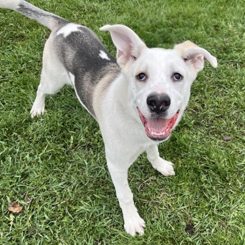 Merlin--In Foster, an adoptable Husky in Fargo, ND, 58102 | Photo Image 2