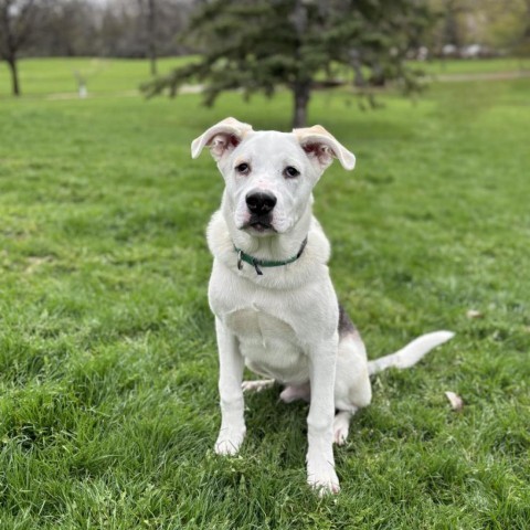 Merlin--In Foster, an adoptable Husky in Fargo, ND, 58102 | Photo Image 3