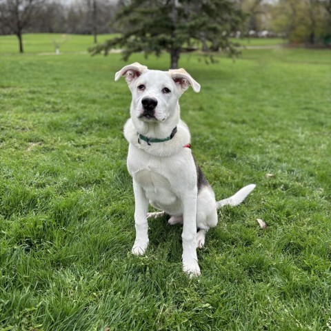 Merlin--In Foster, an adoptable Husky in Fargo, ND, 58102 | Photo Image 4