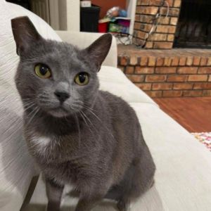 Nina Domestic Short Hair Cat