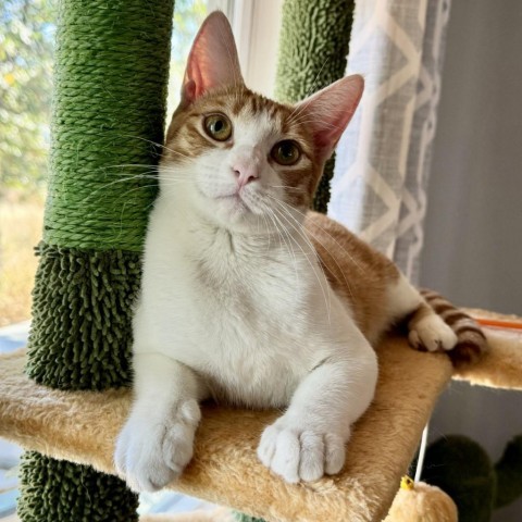 Georgia, an adoptable Domestic Short Hair in Fredericksburg, TX, 78624 | Photo Image 1