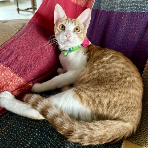 Georgia, an adoptable Domestic Short Hair in Fredericksburg, TX, 78624 | Photo Image 2