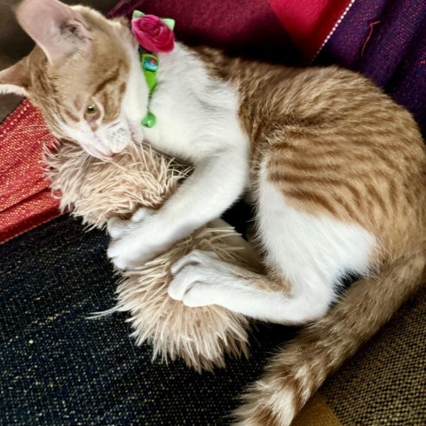 Georgia, an adoptable Domestic Short Hair in Fredericksburg, TX, 78624 | Photo Image 3