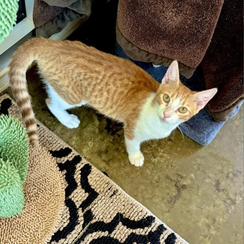 Georgia, an adoptable Domestic Short Hair in Fredericksburg, TX, 78624 | Photo Image 5