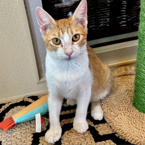 Georgia, an adoptable Domestic Short Hair in Fredericksburg, TX, 78624 | Photo Image 6