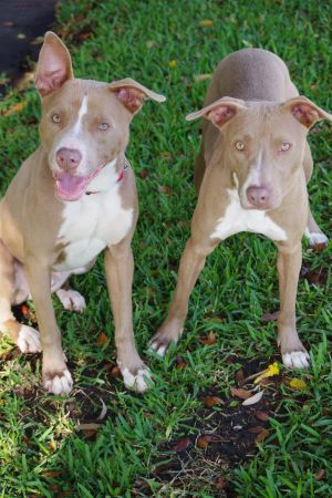 BONDED PAIR Hi our names are Scout male and Willow female We are a little 