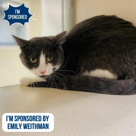 Weasel, an adoptable Domestic Short Hair in Great Falls, MT, 59404 | Photo Image 1