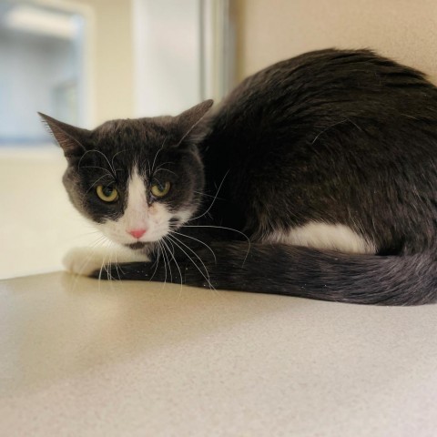 Weasel, an adoptable Domestic Short Hair in Great Falls, MT, 59404 | Photo Image 2