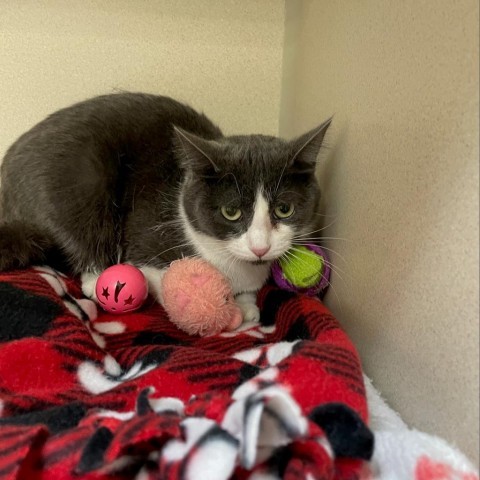 Weasel, an adoptable Domestic Short Hair in Great Falls, MT, 59404 | Photo Image 3