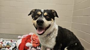 What my friends at Seattle Humane say about me I am a sweet and shy gentleman 