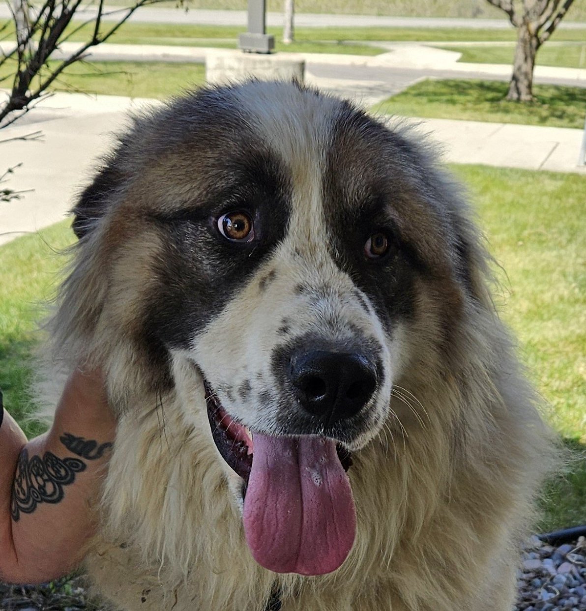 Hercules, an adoptable Great Pyrenees in Hamilton, MT, 59840 | Photo Image 1