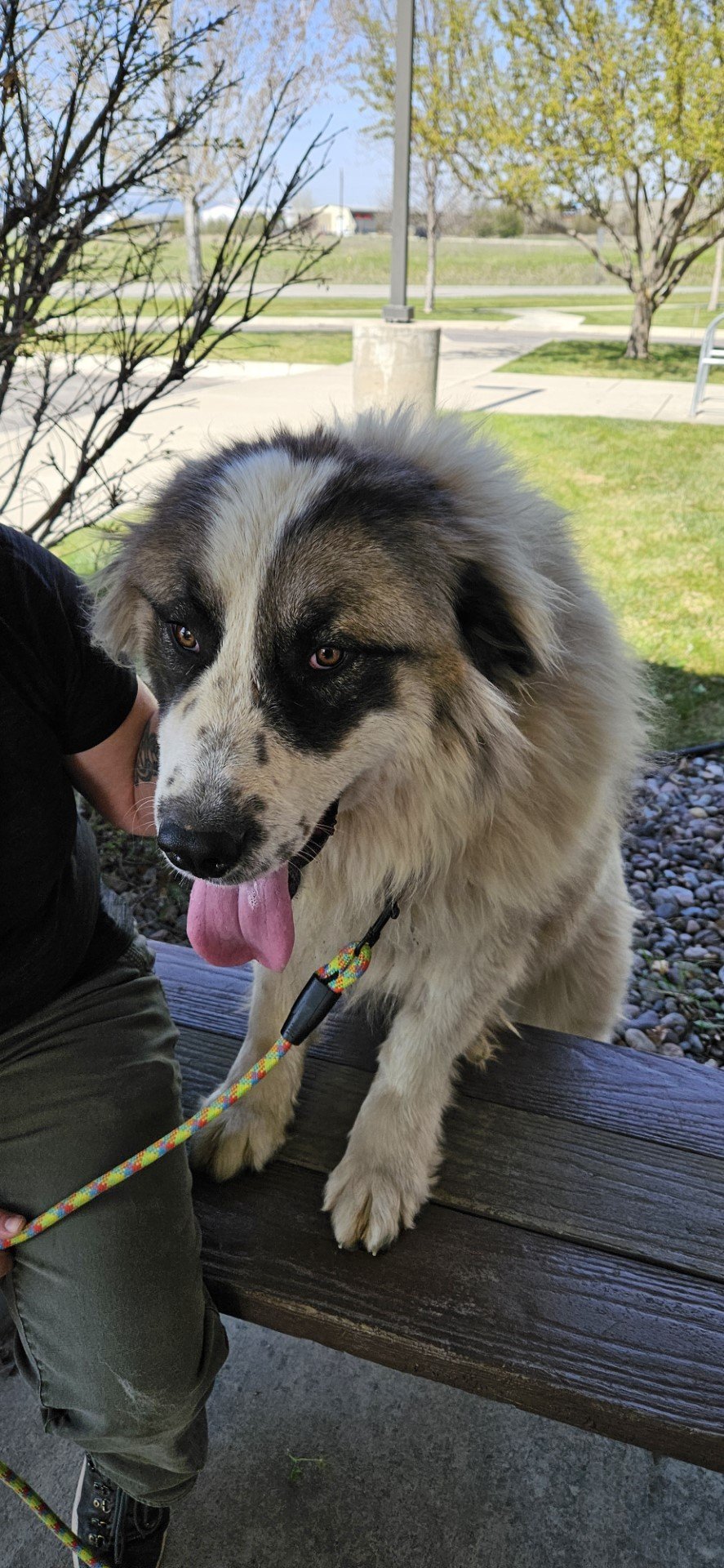 Hercules, an adoptable Great Pyrenees in Hamilton, MT, 59840 | Photo Image 2
