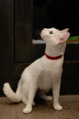 Introducing Ladybug the charming one-year-old feline seeking a forever home whe