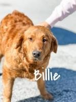 Billie Gold Golden Retriever Dog