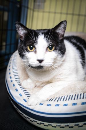 Hello lovely humans Im Ms Oreo the sweetest black and white cookie in town and Im on the look