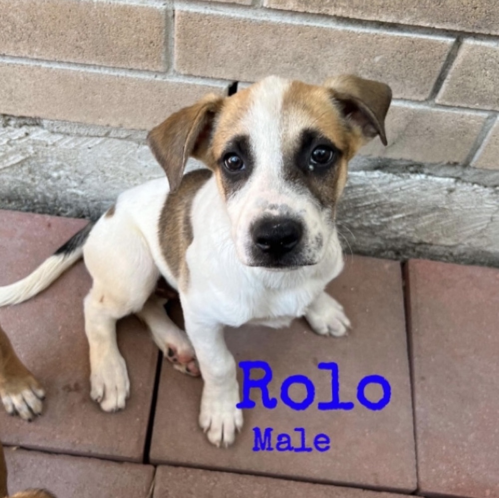 Rolo, an adoptable Mixed Breed in Rapid City, SD, 57702 | Photo Image 1