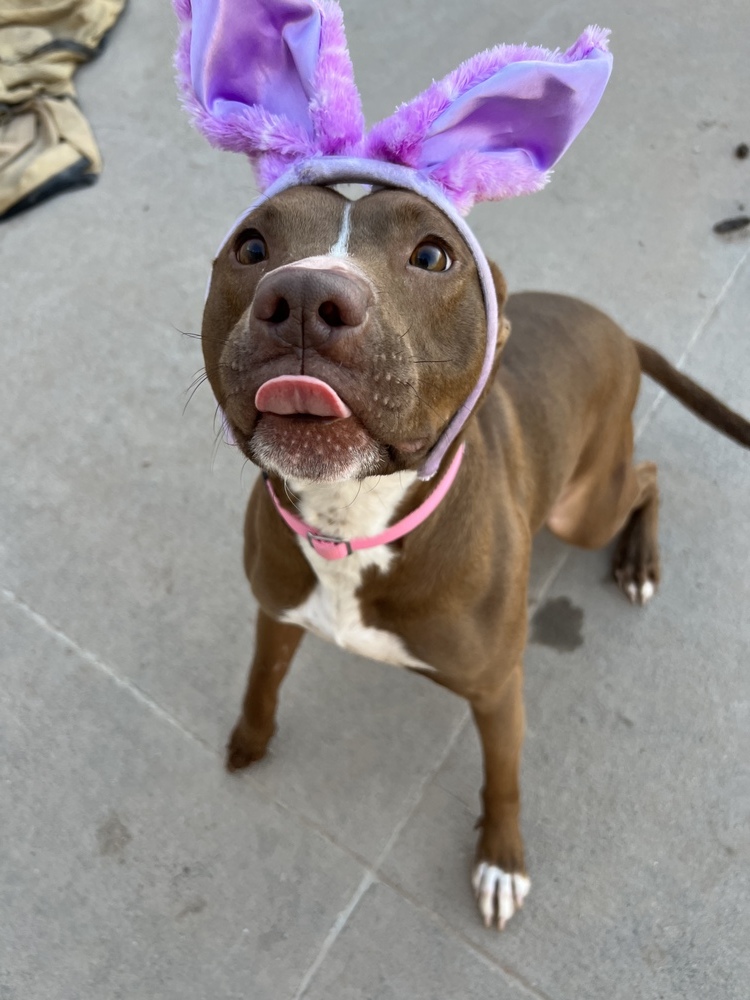 Sheena, an adoptable Mixed Breed in Rapid City, SD, 57702 | Photo Image 3