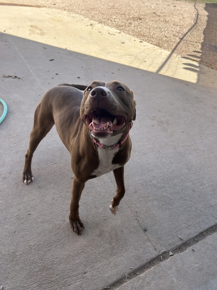 Sheena, an adoptable Mixed Breed in Rapid City, SD, 57702 | Photo Image 4