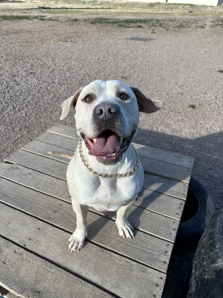 Carlton, an adoptable Mixed Breed in Rapid City, SD, 57702 | Photo Image 1