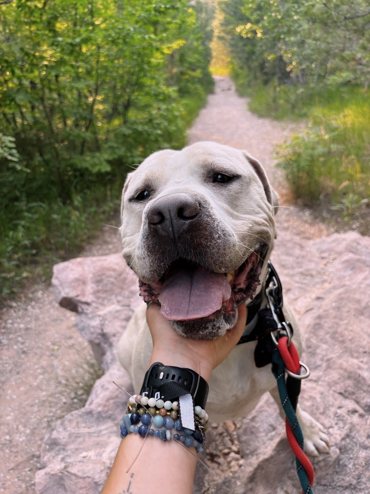 Carlton, an adoptable Mixed Breed in Rapid City, SD, 57702 | Photo Image 2