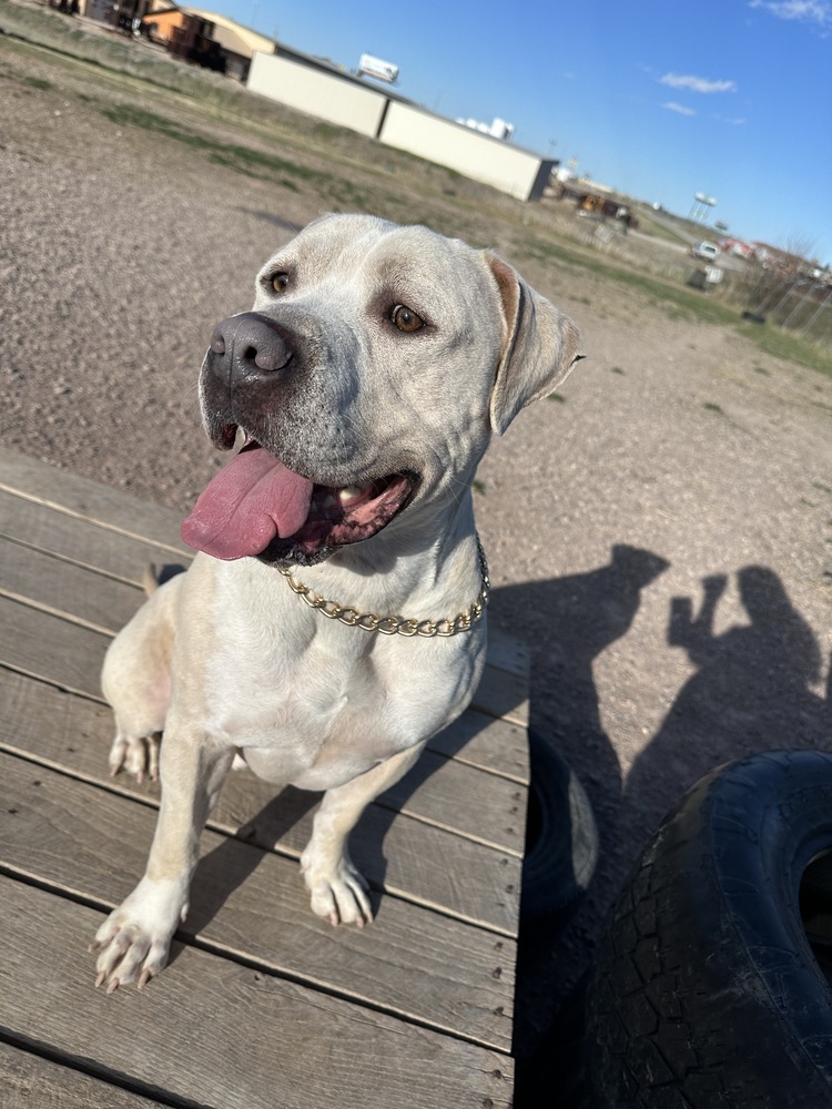 Carlton, an adoptable Mixed Breed in Rapid City, SD, 57702 | Photo Image 3