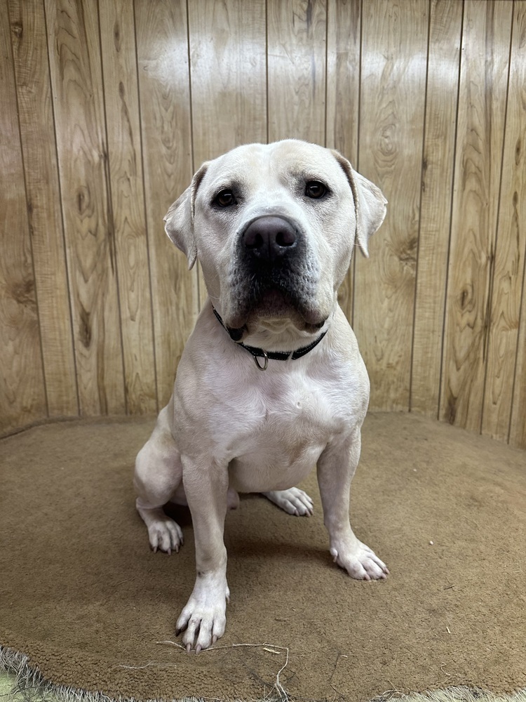 Carlton, an adoptable Mixed Breed in Rapid City, SD, 57702 | Photo Image 4